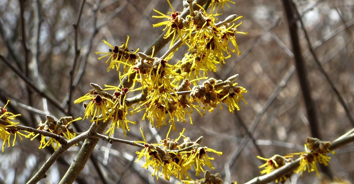 Hamamelis Mollis 1